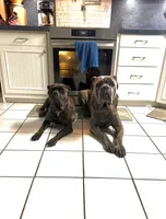 Burgundy, a female Cane Corso for sale in De Soto, MO – 4 of 7