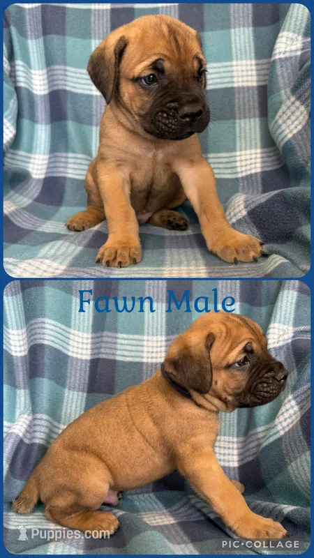 Blue – Cane Corso puppy for sale in De Soto, MO