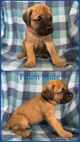 Blue, a male Cane Corso for sale in De Soto, MO – 1 of 5