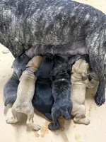 Blue, a male Cane Corso for sale in De Soto, MO – 4 of 5