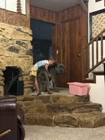 Burgundy, a female Cane Corso for sale in De Soto, MO – 3 of 7