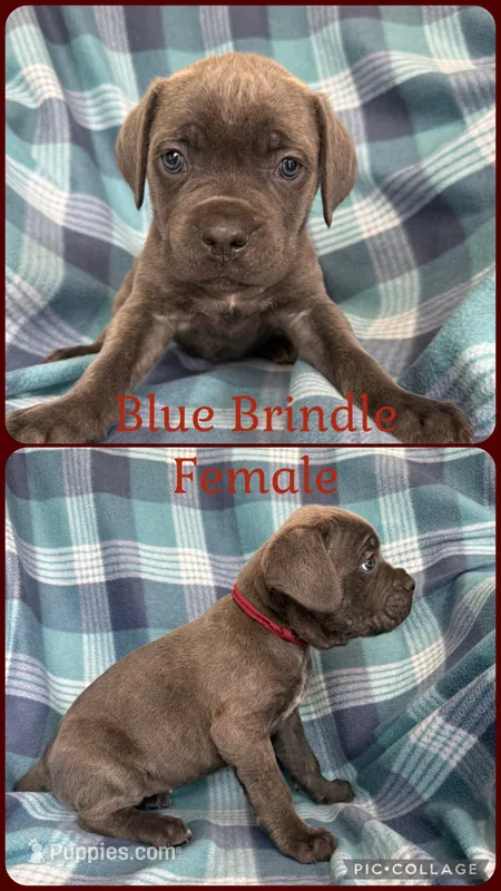 Burgundy – Cane Corso puppy for sale in De Soto, MO