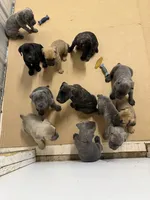 Burgundy, a female Cane Corso for sale in De Soto, MO – 6 of 7