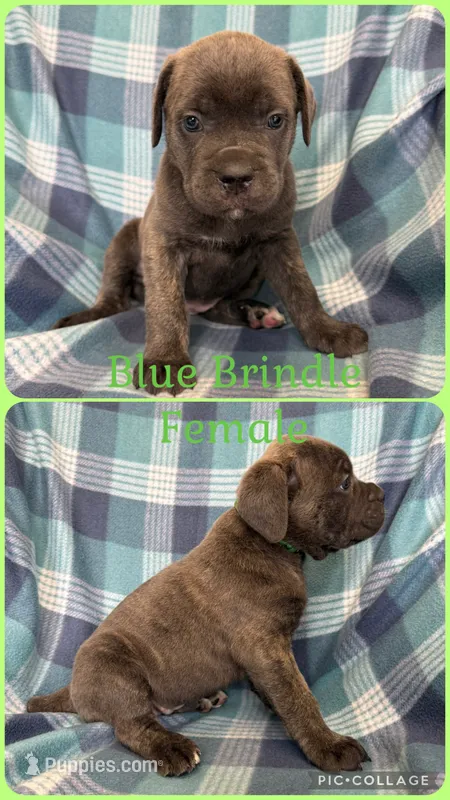 Green – Cane Corso puppy for sale in De Soto, MO