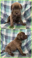 Green, a female Cane Corso for sale in De Soto, MO – 1 of 6