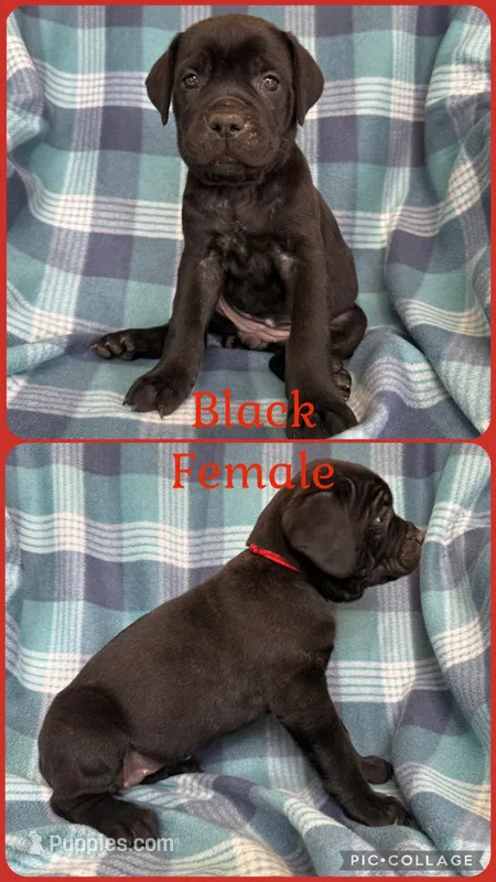 Red – Cane Corso puppy for sale in De Soto, MO