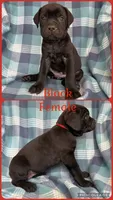 Red, a female Cane Corso for sale in De Soto, MO – 1 of 7