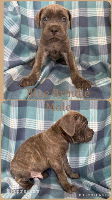 Brown – Cane Corso puppy on hold in De Soto, MO