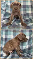 Brown, a male Cane Corso for sale in De Soto, MO – 1 of 7