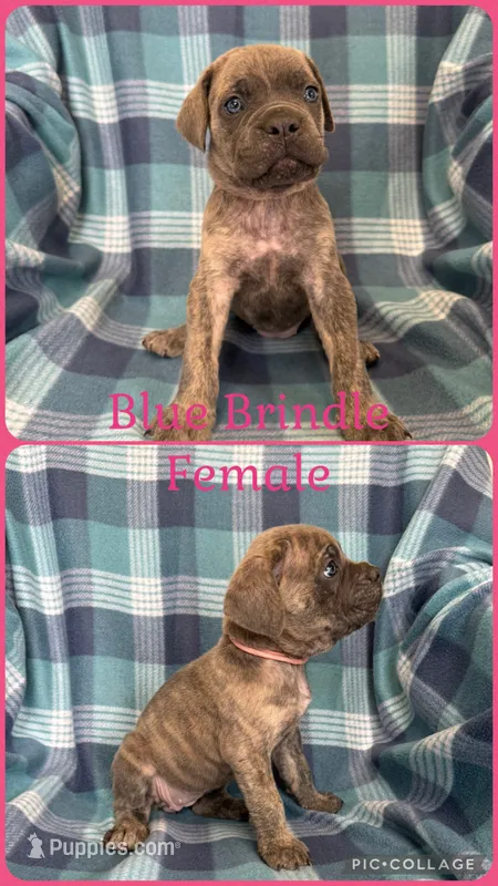 Pink – Cane Corso puppy for sale in De Soto, MO