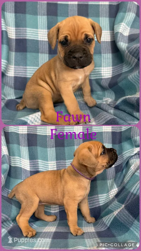 Purple – Cane Corso puppy for sale in De Soto, MO