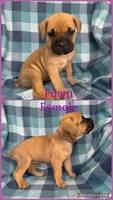 Purple, a female Cane Corso for sale in De Soto, MO – 1 of 6