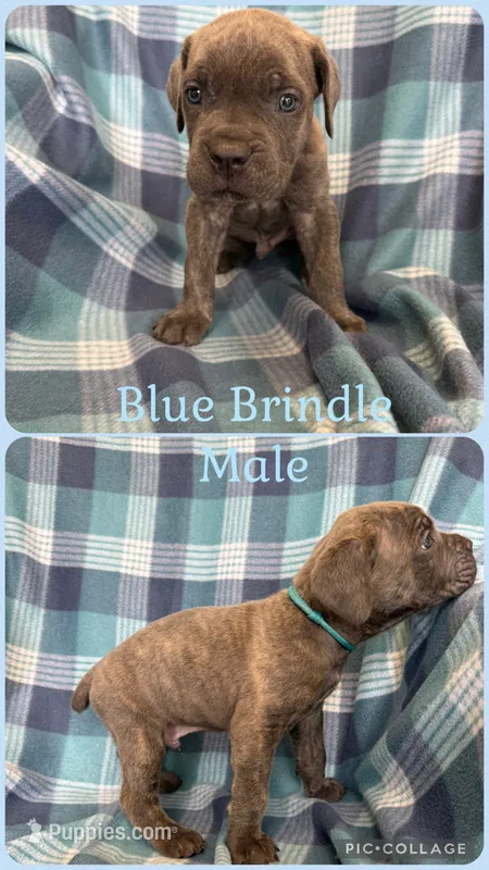 Baby Blue – Cane Corso puppy for sale in De Soto, MO