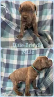 Baby Blue, a male Cane Corso for sale in De Soto, MO – 1 of 7
