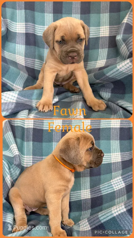 Orange – Cane Corso puppy for sale in De Soto, MO
