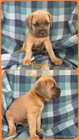 Orange, a female Cane Corso for sale in De Soto, MO – 1 of 6