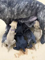 Yellow, a male Cane Corso for sale in De Soto, MO – 5 of 8