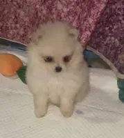 Miko, a female Pomeranian for sale in Leona, TX – Photo 2 of 5