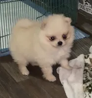 Miko, a female Pomeranian for sale in Leona, TX – Photo 5 of 5