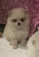 Miko, a female Pomeranian for sale in Leona, TX – Photo 3 of 5