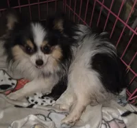 Akc Bumper, a male Pomeranian for sale in Leona, TX – Photo 9 of 10