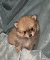 Akc Bumper, a male Pomeranian for sale in Leona, TX – Photo 5 of 10