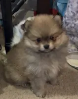 Akc Bumper, a male Pomeranian for sale in Leona, TX – Photo 4 of 10