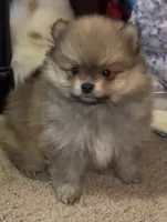 Akc Bumper, a male Pomeranian for sale in Leona, TX – Photo 2 of 10