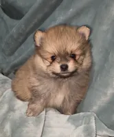 Akc Bumper, a male Pomeranian for sale in Leona, TX – Photo 6 of 10