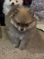 Akc Bumper, a male Pomeranian for sale in Leona, TX – Photo 1 of 10