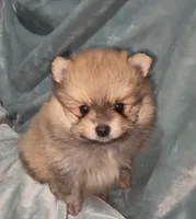 Akc Bumper, a male Pomeranian for sale in Leona, TX – Photo 7 of 10