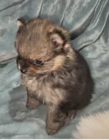 Akc Bella (Pending), a female Pomeranian for sale in Leona, TX – Photo 5 of 10