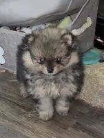 Akc Bella (Pending), a female Pomeranian for sale in Leona, TX – Photo 2 of 10