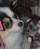 Akc Bella (Pending), a female Pomeranian for sale in Leona, TX – Photo 9 of 10