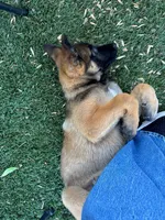 Savchik, a female German Shepherd Dog for sale in Porter Ranch, CA – 2 of 2