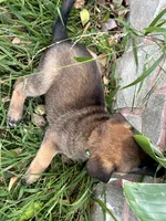 Savchik, a female German Shepherd Dog for sale in Porter Ranch, CA – 6 of 6