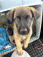 Savchik, a female German Shepherd Dog for sale in Porter Ranch, CA – 3 of 6