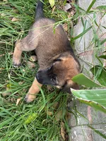 Savchik, a female German Shepherd Dog for sale in Porter Ranch, CA – 4 of 6