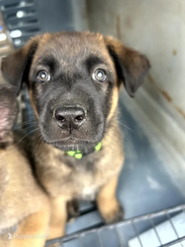 Savchik – German Shepherd Dog puppy for sale in Porter Ranch, CA