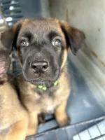 Savchik, a female German Shepherd Dog for sale in Porter Ranch, CA – 1 of 6