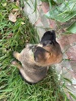 Savchik, a female German Shepherd Dog for sale in Porter Ranch, CA – 5 of 6