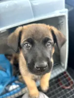 Savchik, a female German Shepherd Dog for sale in Porter Ranch, CA – 2 of 6