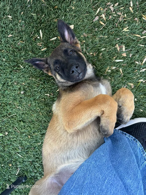 Savchik – German Shepherd Dog puppy for sale in Porter Ranch, CA
