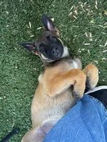 Savchik, a female German Shepherd Dog for sale in Porter Ranch, CA – 1 of 2