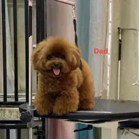 Vicky, a female Poodle - Toy  for sale in Bensalem Township, PA – Photo 2 of 5