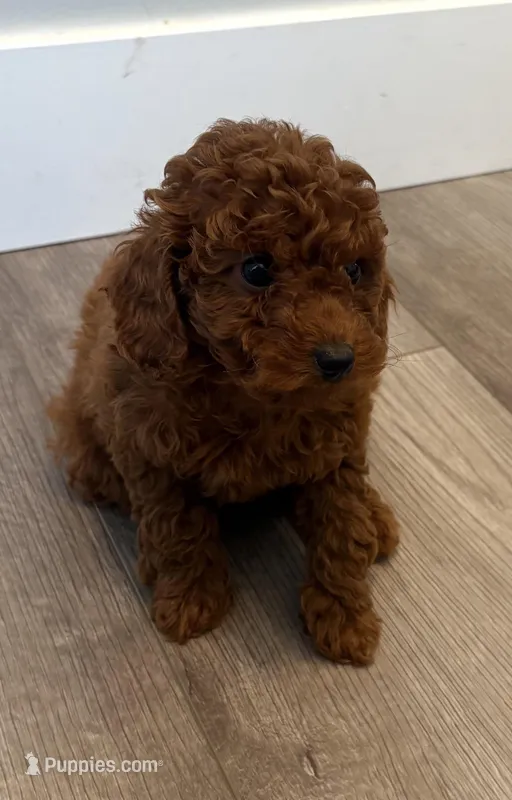 Vicky – Poodle - Toy  puppy for sale in Bensalem Township, PA