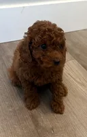 Vicky, a female Poodle - Toy  for sale in Bensalem Township, PA – Photo 1 of 5