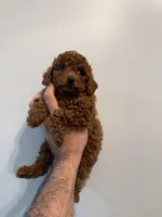 Vicky, a female Poodle - Toy  for sale in Bensalem Township, PA – Photo 4 of 5