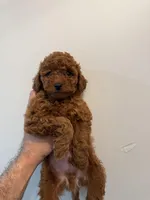 Vicky, a female Poodle - Toy  for sale in Bensalem Township, PA – Photo 5 of 5