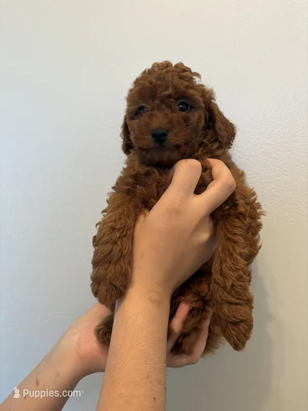Milo – Poodle - Toy  puppy for sale in Bensalem Township, PA